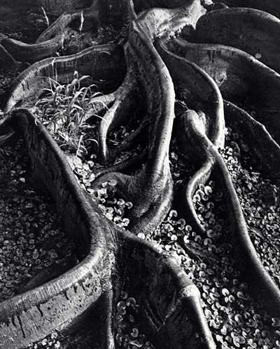 Ansel Adams: Roots, Foster Gardens, Honolulu, T.H., 1948 Honolulu, T.H., 1948