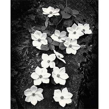 Ansel Adams: dogwood blossoms, 1938