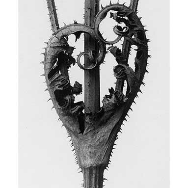 Karl Blossfeldt: Photographs