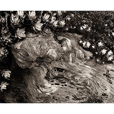 Edward Weston: Cypress Root and Succulent, Point Lobos, 1930