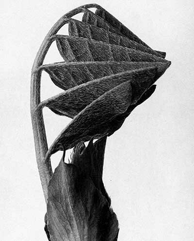 Karl Blossfeldt Photography