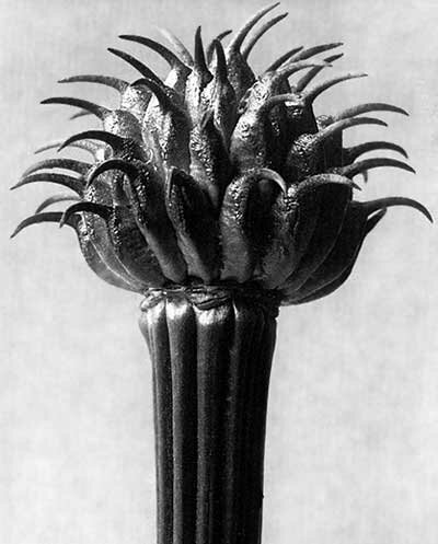 Karl Blossfeldt Photography