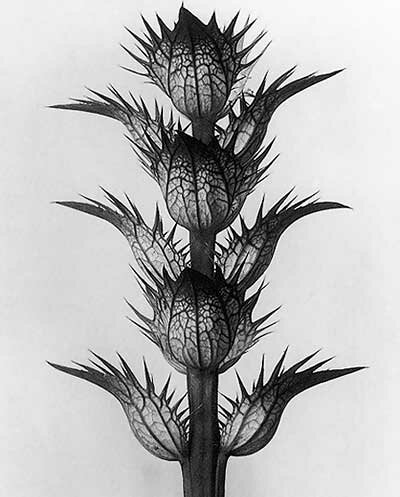 Karl Blossfeldt Photography