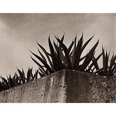 Manuel Alvarez Bravo: Behind the Wall, Magueys, 1930
