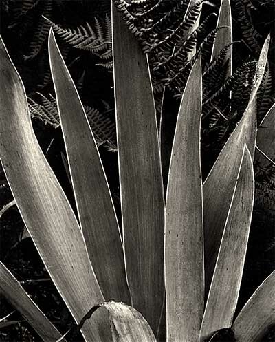 Paul Strand: Wild Iris, Maine, 1927