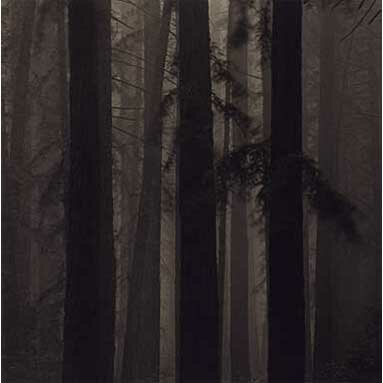 Rolfe Horn: Redwoods, Study 15, Oakland Hills, CA. 2002