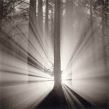 Rolfe Horn: Redwoods, Study 9, Oakland Hills, CA 2002