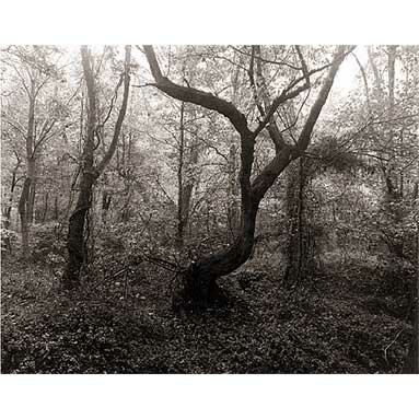 Steve Szabo Photography