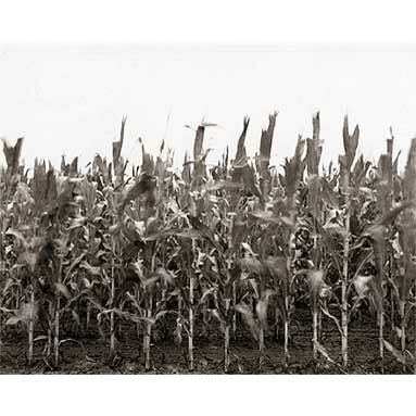 Steve Szabo Photography