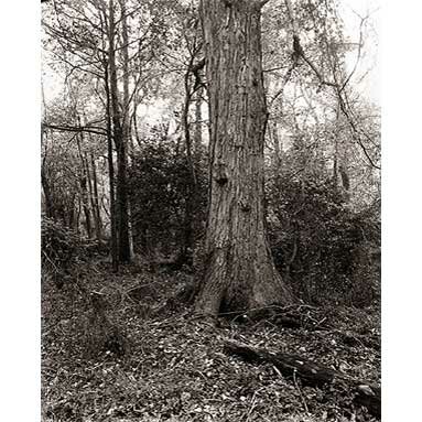 Steve Szabo Photography