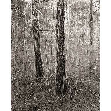 Steve Szabo Photography