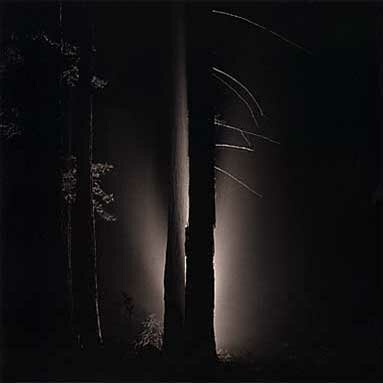 Rolfe Horn: Redwoods, Study 1, Oakland Hills, CA 2000
